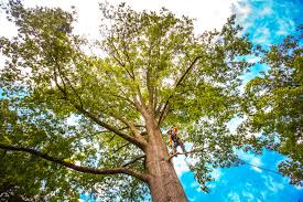 Best Utility Line Clearance  in Eagle Crest, OR