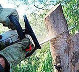 Best Tree Maintenance Programs  in Eagle Crest, OR