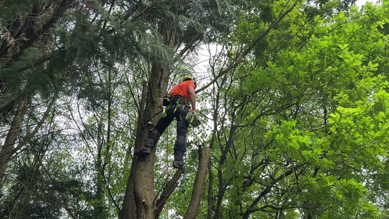 How Our Tree Care Process Works  in  Eagle Crest, OR
